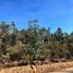  Terreno (Parcela) en venta en Maule, Cauquenes, Cauquenes, Maule
