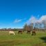  Land for sale in Valdivia Los Rios, Paillaco, Valdivia, Los Rios
