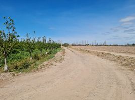  Land for sale in Maipu, Mendoza, Maipu