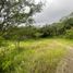  Land for sale in Vilcabamba Victoria, Loja, Vilcabamba Victoria, Loja, Loja