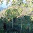  Terreno (Parcela) en venta en Sumurbandung, West Jawa, Sumurbandung, Bandung