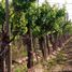 Studio Villa for sale in Junin, Mendoza, Junin