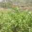  Terreno (Parcela) en venta en Sumurbandung, West Jawa, Sumurbandung, Bandung, West Jawa