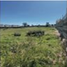  Grundstück zu verkaufen in San Gregorio Atzompa, Puebla, San Gregorio Atzompa, Puebla