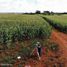  Terreno (Parcela) en venta en Hopelchen, Campeche, Hopelchen, Campeche