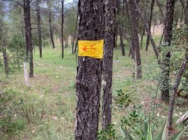 Terreno (Parcela) en venta en Arteaga, Coahuila, Arteaga