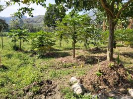  Land for sale in Vilcabamba Victoria, Loja, Vilcabamba Victoria, Loja, Loja