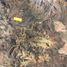  Terreno (Parcela) en venta en Putre, Parinacota, Putre