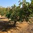  Land for sale in Chile, Lampa, Chacabuco, Santiago, Chile