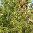 Land for sale in Chile, Lampa, Chacabuco, Santiago, Chile
