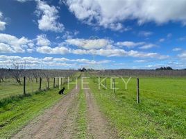  Terreno (Parcela) en venta en Chile, Renaico, Malleco, Araucanía, Chile