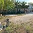  Land for rent in Conkal, Yucatan, Conkal, Yucatan