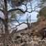  Terreno (Parcela) en venta en Compostela, Nayarit, Compostela