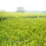  Land for sale in Sukawati, Gianyar, Sukawati