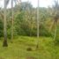  Land for sale in Selemadeg, Tabanan, Selemadeg