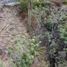  Terreno (Parcela) en venta en Cabo Corrientes, Jalisco, Cabo Corrientes