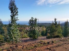  Terreno (Parcela) en venta en Cardenal Caro, Libertador General Bernardo O'Higgins, Navidad, Cardenal Caro
