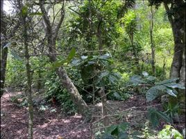  Land for sale in Vilcabamba Victoria, Loja, Vilcabamba Victoria, Loja, Loja