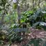  Land for sale in Vilcabamba Victoria, Loja, Vilcabamba Victoria, Loja, Loja