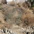  Land for sale in Xochimilco, Mexico City, Xochimilco