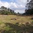  Land for sale in Rionegro, Antioquia, Rionegro