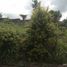  Terreno (Parcela) en venta en Cebu City, Central Visayas, Cebu City, Cebu, Central Visayas, Filipinas