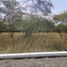  Land for sale in Doctor Arroyo, Nuevo Leon, Doctor Arroyo