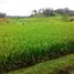  Land for sale in Selemadeg, Tabanan, Selemadeg