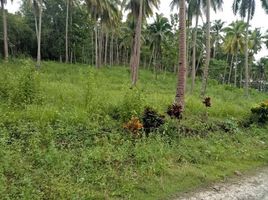  Terrain for sale in Davao del Norte, Davao, Island Garden Samal City, Davao del Norte