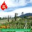 3 Habitación Casa en venta en Lembang, West Jawa, Lembang, Bandung, West Jawa