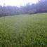  Land for sale in Selemadeg, Tabanan, Selemadeg