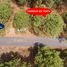  Land for sale in Salvador Escalante Michoacan, Salvador Escalante
