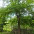  Terreno (Parcela) en venta en Hoctun, Yucatán, Hoctun