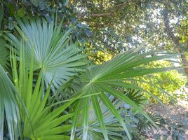  Terreno (Parcela) en venta en Cozumel, Quintana Roo, Cozumel, Quintana Roo, México