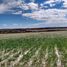  Land for sale in Dolores Hidalgo, Guanajuato, Dolores Hidalgo, Guanajuato