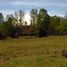  Land for sale in Chile, Villarrica, Cautin, Araucania, Chile