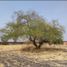  Land for sale in Miacatlan, Morelos, Miacatlan