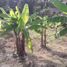 Terreno (Parcela) en venta en Ngaglik, Yogyakarta, Ngaglik