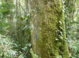  Terreno (Parcela) en venta en Chanchamayo, Junín, Chanchamayo, Chanchamayo