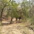  Land for sale in Dist Pochutla, Oaxaca, Dist Pochutla, Oaxaca
