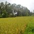  Land for sale in Ubud, Gianyar, Ubud