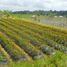  Terrain for sale in Bali Botanic Garden, Baturiti, Baturiti