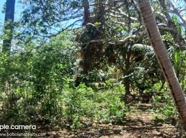  Land for sale in Panglao, Bohol, Panglao