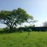  Land for sale in Panuco, Veracruz, Panuco