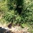  Land for sale in Agoo, Ilocos, Agoo