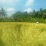  Land for sale in Kerambitan, Tabanan, Kerambitan