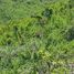  Terreno (Parcela) en venta en Liloan, Central Visayas, Liloan