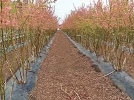  Land for sale in Maule, Linares, Linares, Maule