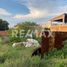  Terreno (Parcela) en venta en Salamanca, Guanajuato, Salamanca