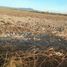  Land for rent in Tala, Jalisco, Tala, Jalisco